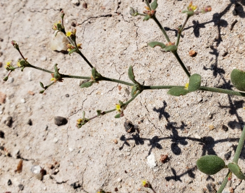 Eriogonum divaricatum, 2019-06-20