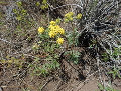 Lomatium multifidum