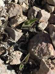 Callisia navicularis