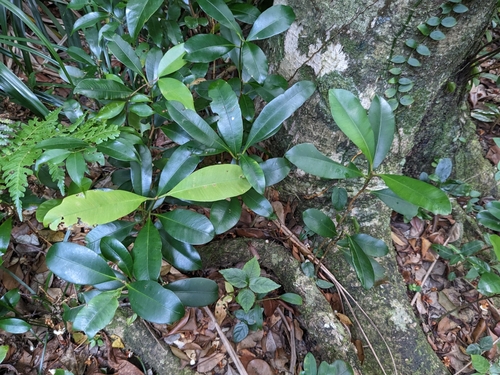 Calophyllum blancoi observed 2023-04-13