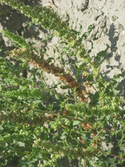 Angiospermae