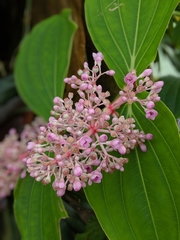Medinilla magnifica
