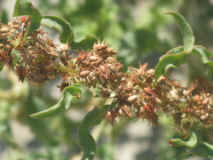 Angiospermae