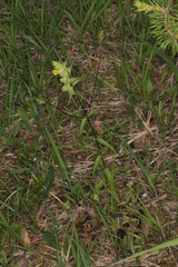 Rhinanthus glacialis