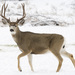 Mule Deer - Photo (c) Oregon Department of Fish & Wildlife, some rights reserved (CC BY-SA)