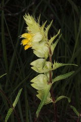 Rhinanthus glacialis