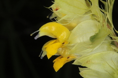 Rhinanthus glacialis