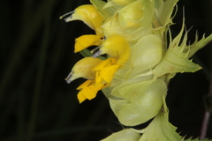 Rhinanthus glacialis