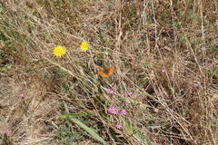 Phyciodes mylitta