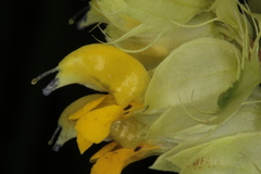 Rhinanthus glacialis