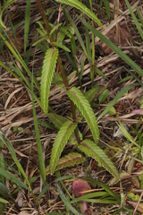 Rhinanthus glacialis