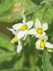 Solanaceae