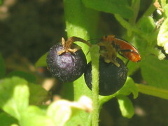 Solanaceae