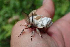 Lymantria xylina
