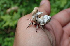 Lymantria xylina