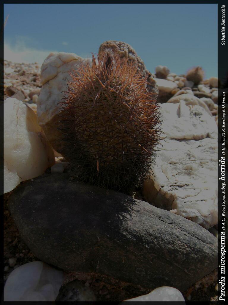 Parodia horrida, Cafayate, Salta, Argentina