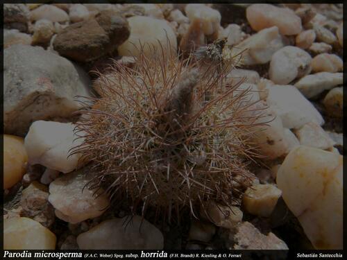 Parodia horrida