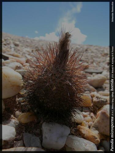 Parodia horrida