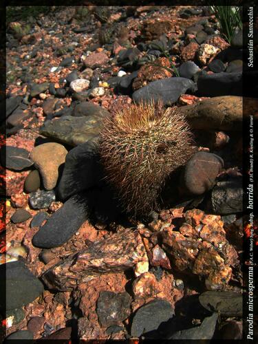 Parodia horrida