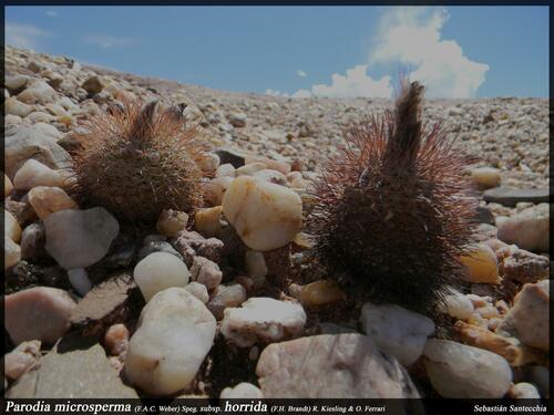 Parodia horrida