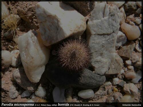 Parodia horrida
