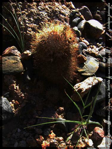 Parodia horrida