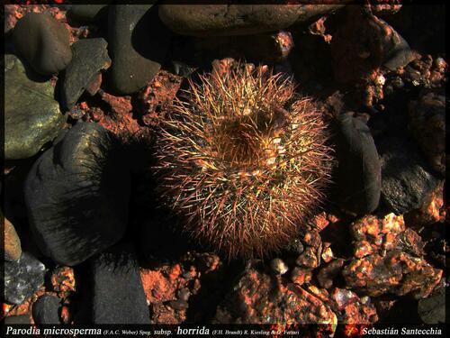 Parodia horrida