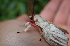 Lymantria xylina