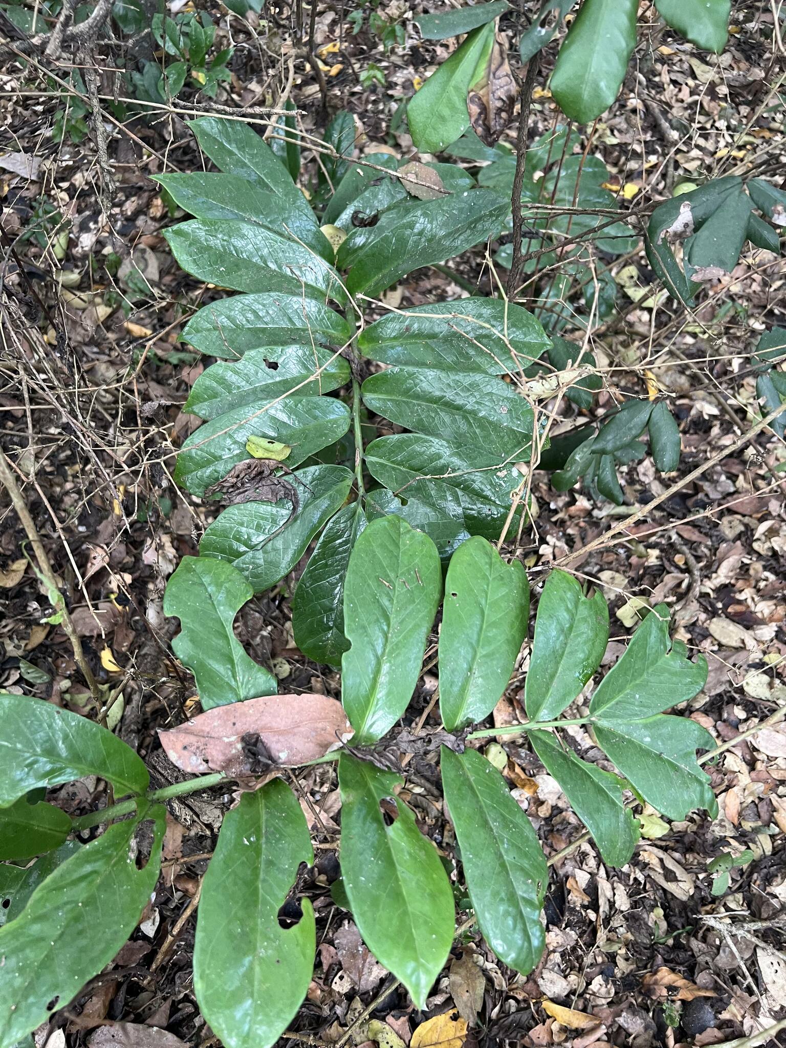 Imagem de Zamioculcas