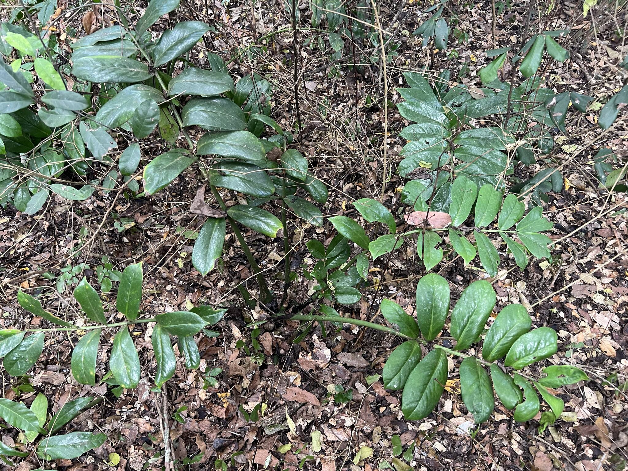 Imagem de Zamioculcas