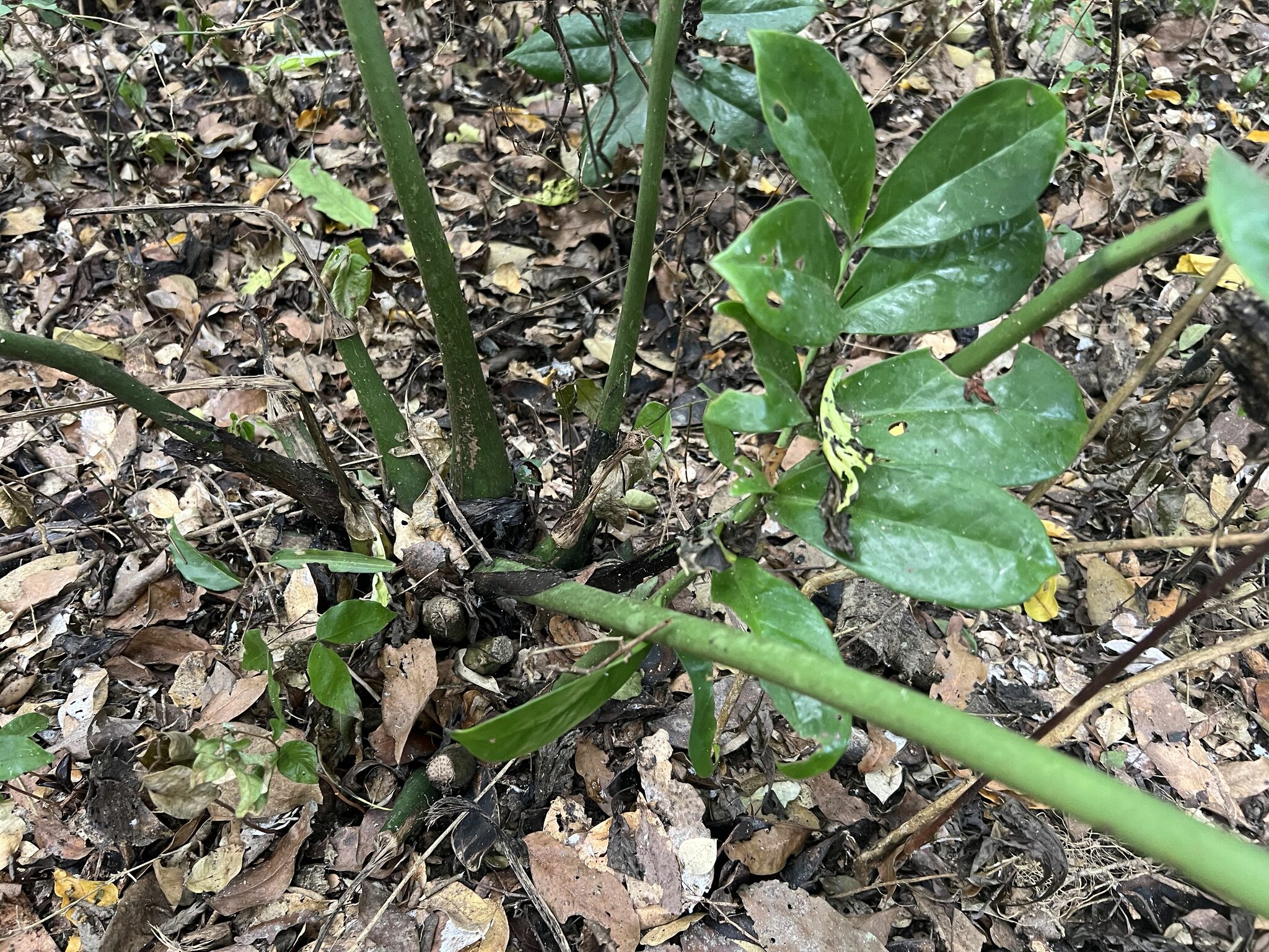 Imagem de Zamioculcas