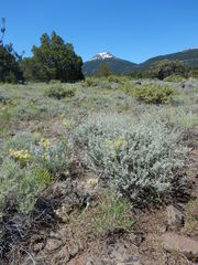 Lomatium triternatum triternatum