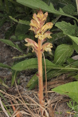 Orobanche reticulata