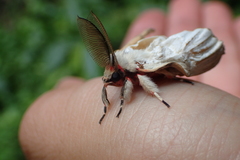 Lymantria xylina