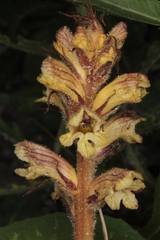 Orobanche reticulata