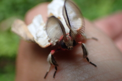Lymantria xylina