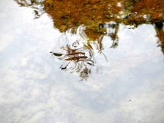 Limnoporus dissortis
