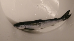 Media resource of Salmo salar