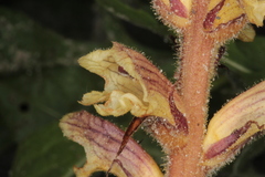 Orobanche reticulata