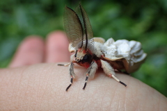 Lymantria xylina
