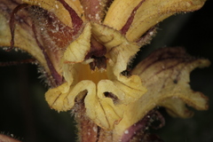 Orobanche reticulata