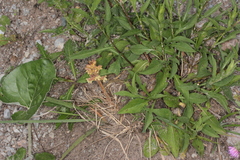 Orobanche reticulata