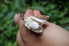 Lymantria xylina