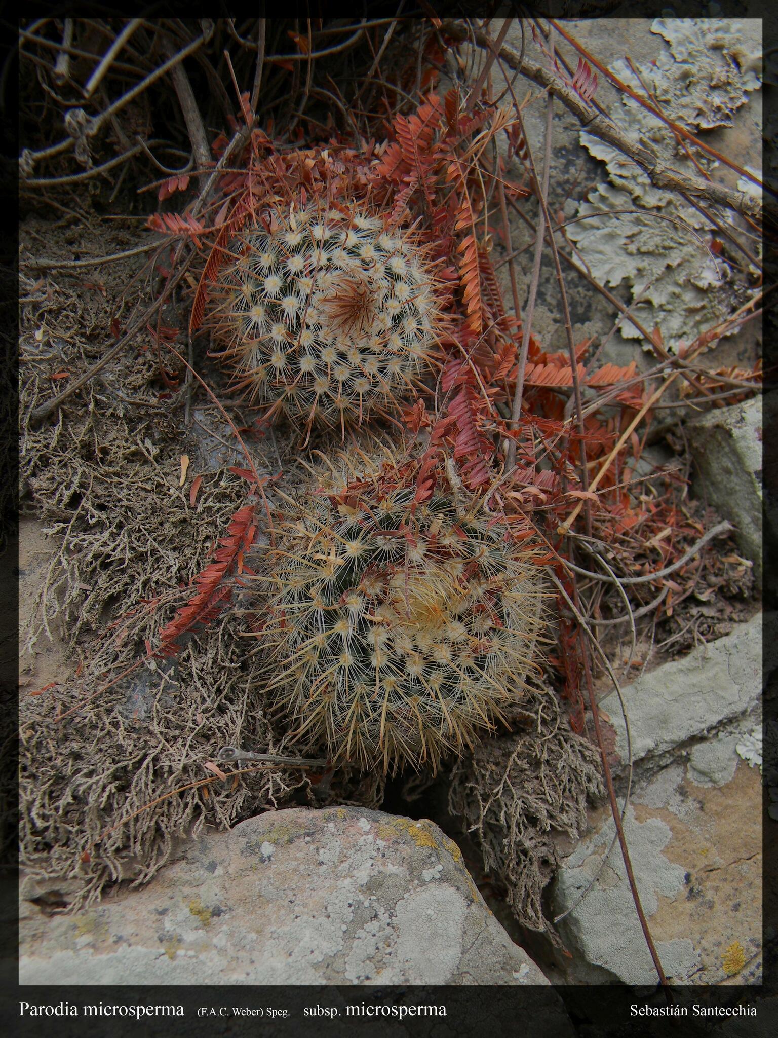 Parodia microsperma
