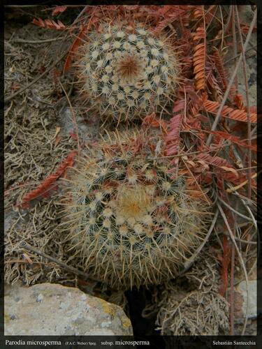 Parodia microsperma