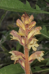 Orobanche reticulata