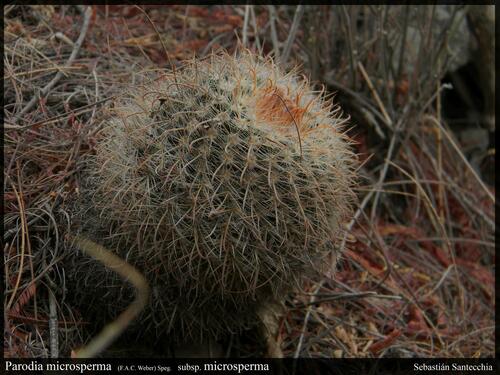 Parodia microsperma