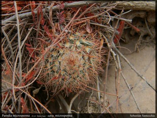 Parodia microsperma