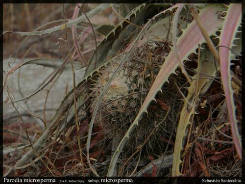 Parodia microsperma