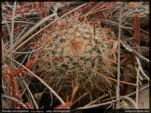 Parodia microsperma